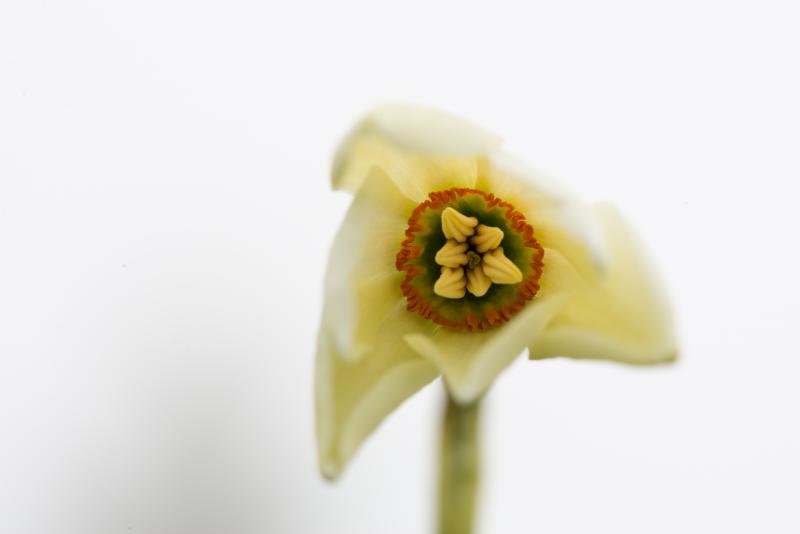 Weisse Bergnarzisse (Narcissus radiiflorus) - © Evelyne Ruoss