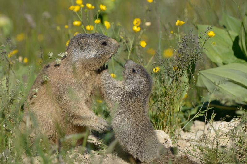 Marmotte des Alpes - © Alain Saunier