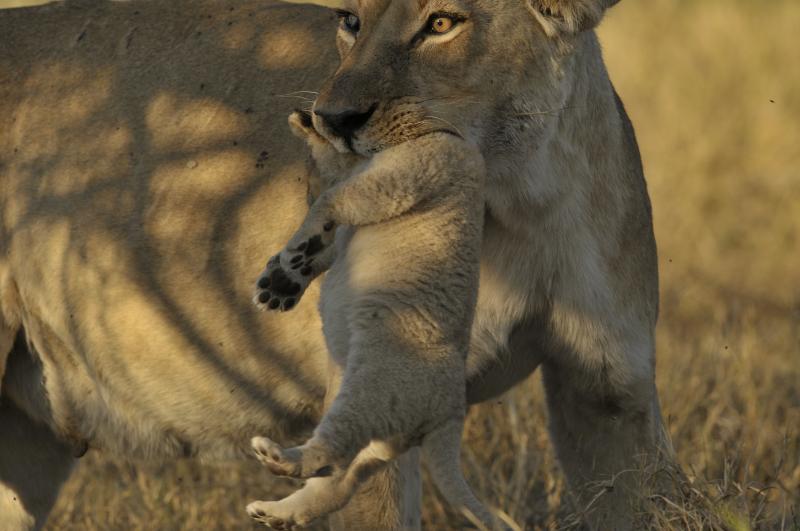 lionne transportant son lionceau - © Alain Saunier