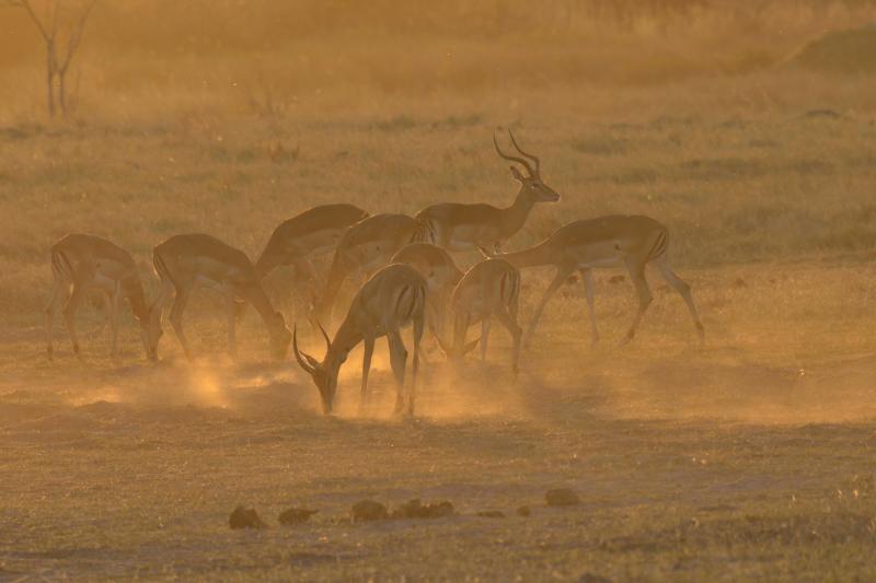 impalas le matin - © Alain Saunier