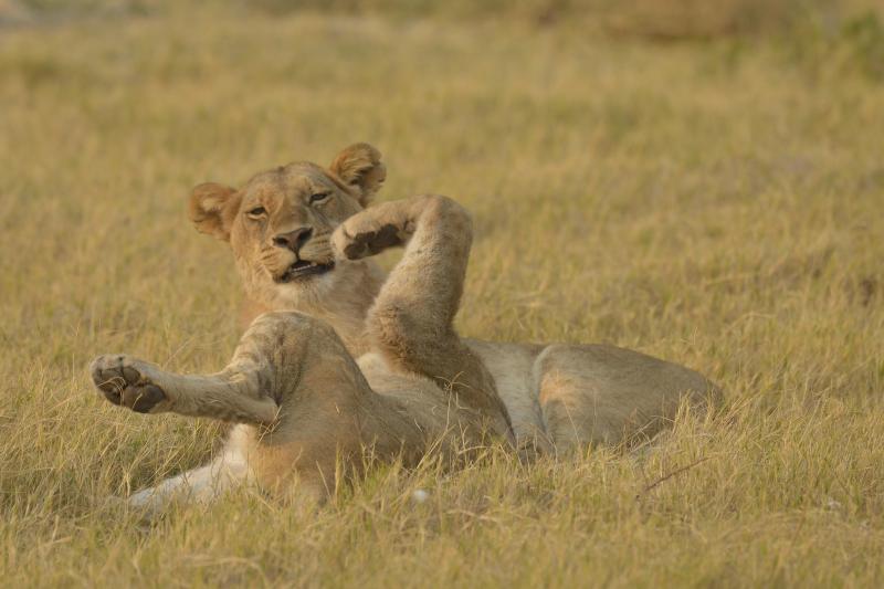 jeunes lions jouent - © Alain Saunier