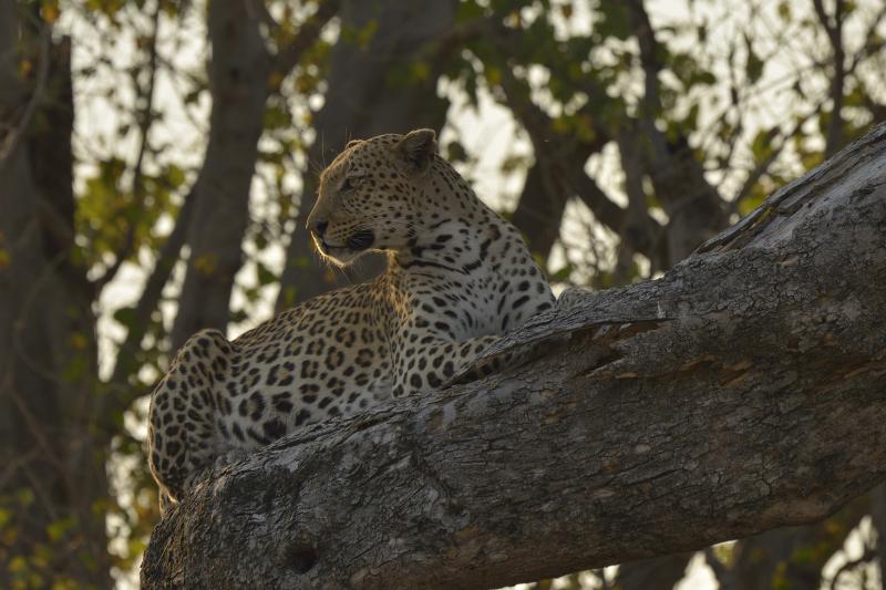 léopard d'Afrique - © Alain Saunier