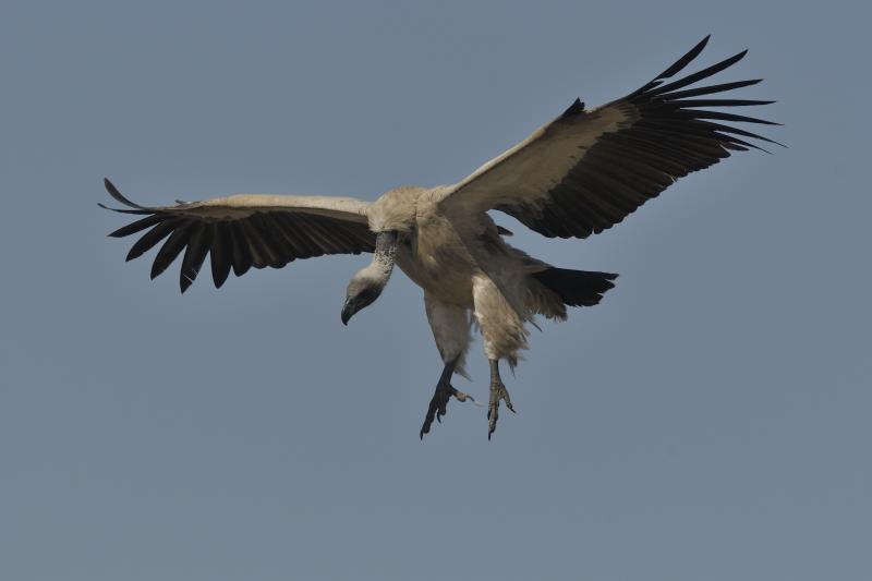 vautour africain - © Alain Saunier