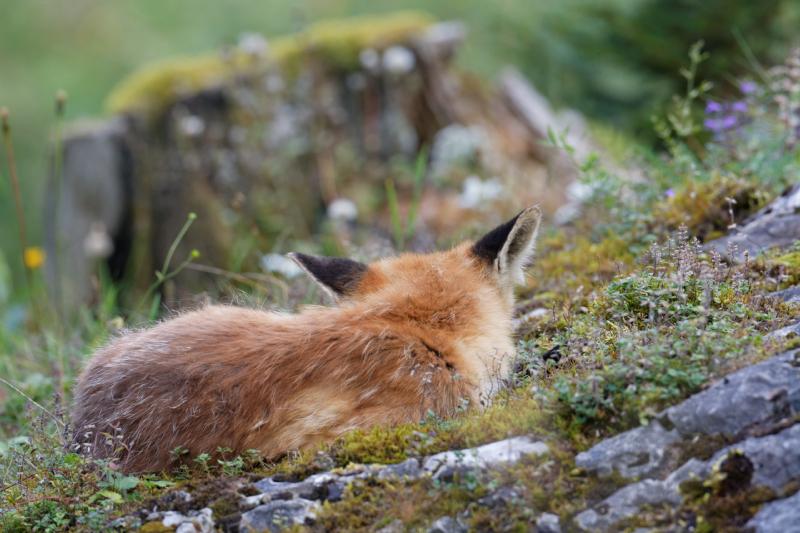Le sommeil du renard - © Jean-Pierre Borcard