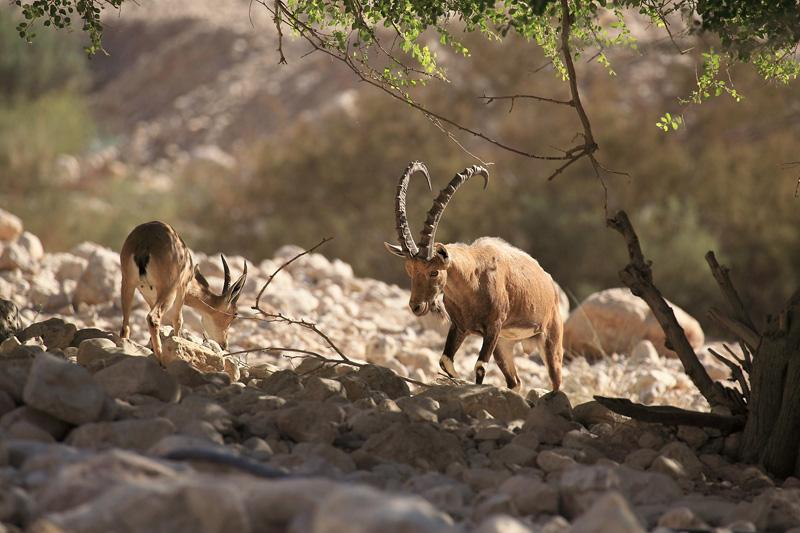 Bouquetin (Ibex nubien) - Israël - © Alain Vaney