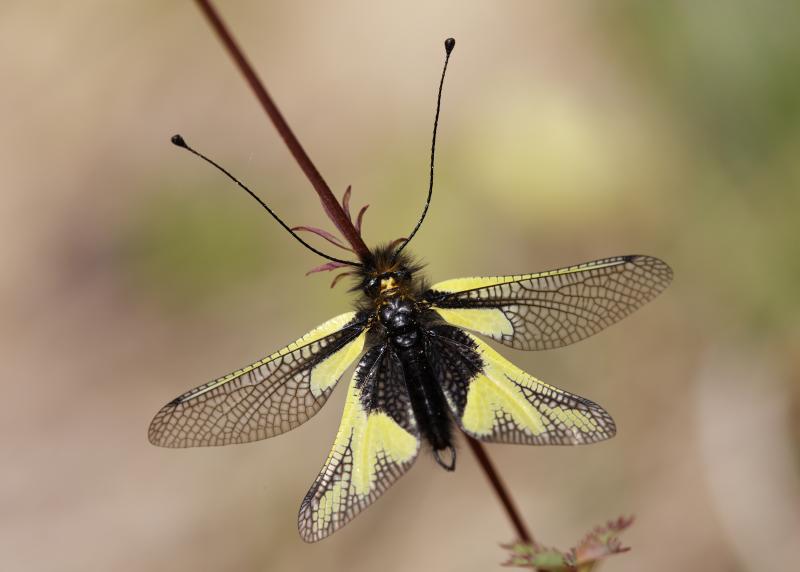 Ascalaphidés (Ascalaphus libelluloides) - © Heinrich Wettstein