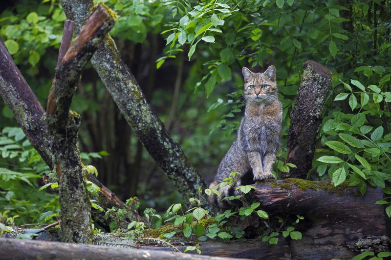 Chat sauvage (Felis silvestris) - © Heinrich Wettstein
