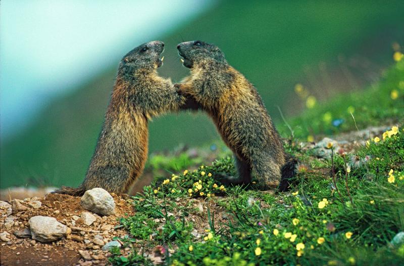 Marmots (Marmota marmota) - © Heinrich Wettstein