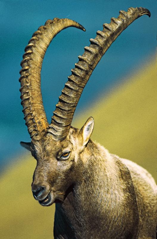 Bouquetin, mâle (Capra ibex) - © Heinrich Wettstein