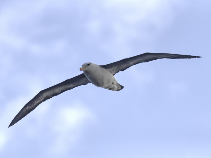 Albatros (Diomedea melanophris) - © Heinrich Wettstein