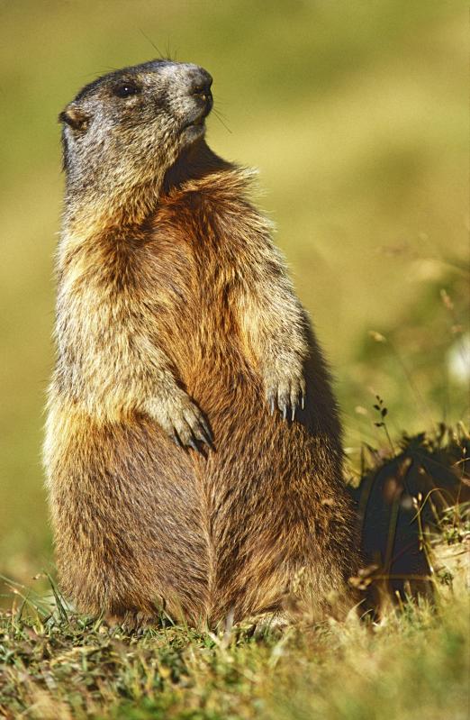 Marmot (Marmota marmota) - © Heinrich Wettstein