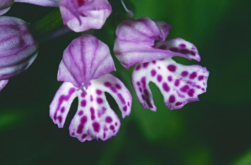 Orchis tridenté (Orchis tridentata) - © Heinrich Wettstein