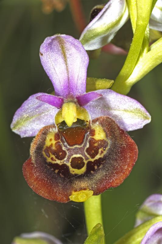 Ophrys bourdon (Ophrys holoserica) - © Heinrich Wettstein