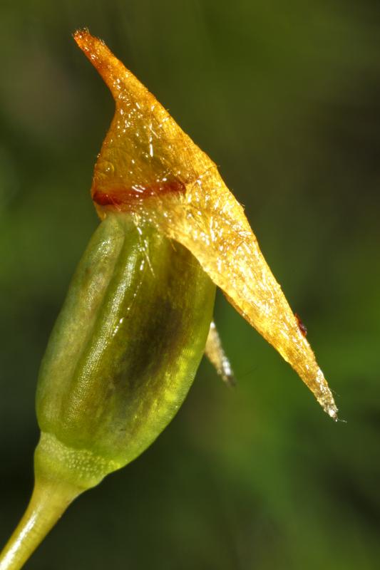 Mousse (Polytrichum spec.) - © Heinrich Wettstein