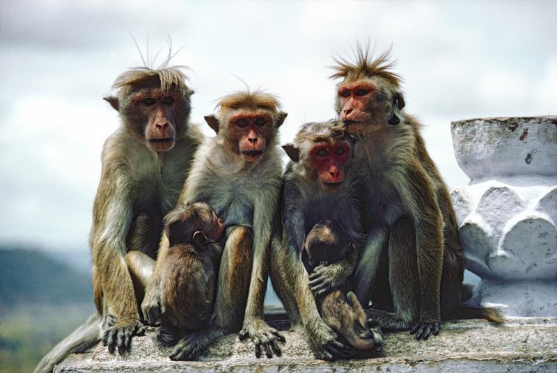 Macaque couronné (Macaca sinica) - © Heinrich Wettstein