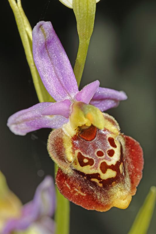 Ophrys episcopalis - © Heinrich Wettstein