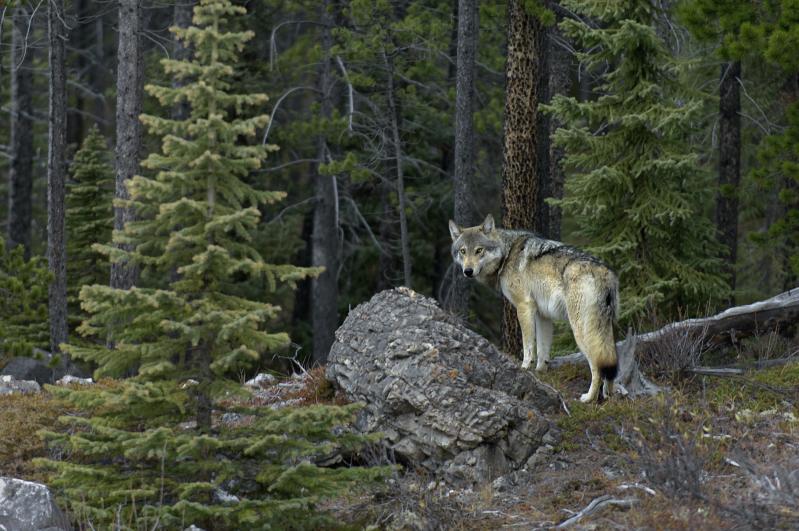 Loup gris mâle - © Jean-Lou Zimmermann